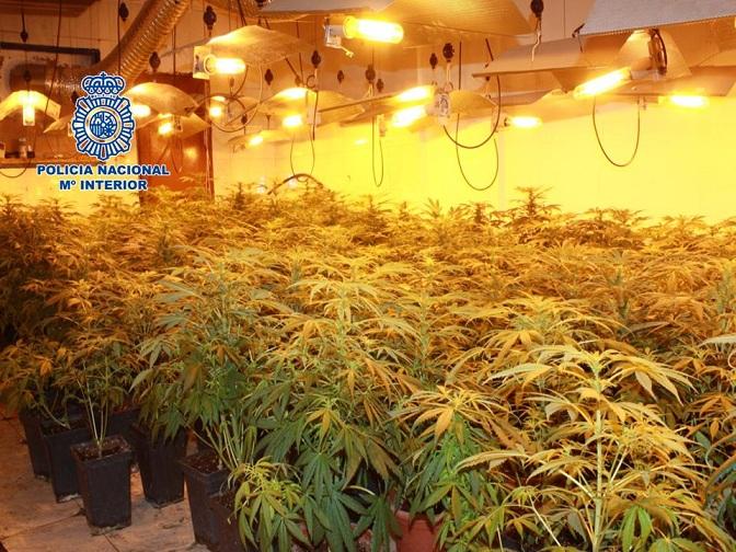 Plantación de marihuana en casa de la detenida.