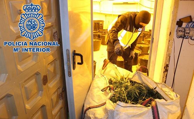 Uno de los sacos con plantas de marihuana requisados en los registros. 