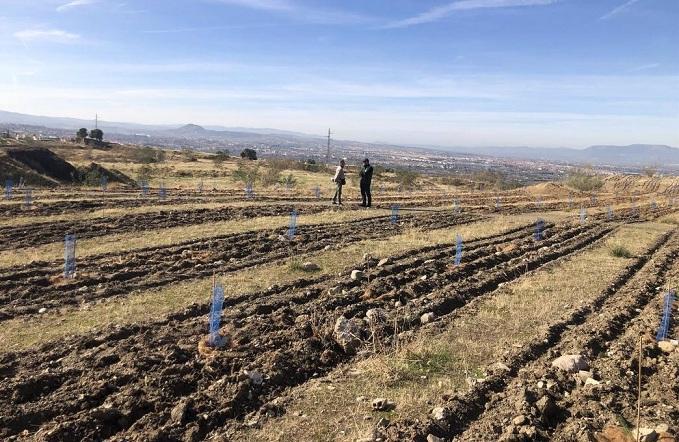 Plantaciones en el término municipal de La Zubia. 