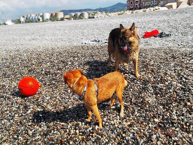 Foto de archivo de la playa para perros motrileña. Foto de archivo de la playa para perros motrileña.