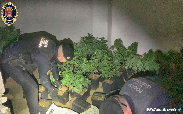 Agentes de la Policía Local desmantelaron las plantaciones.