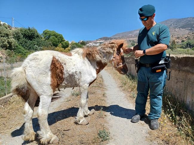 El poni ha tenido que ser sacrificado debido a estado tan grave en el que se encontraba.