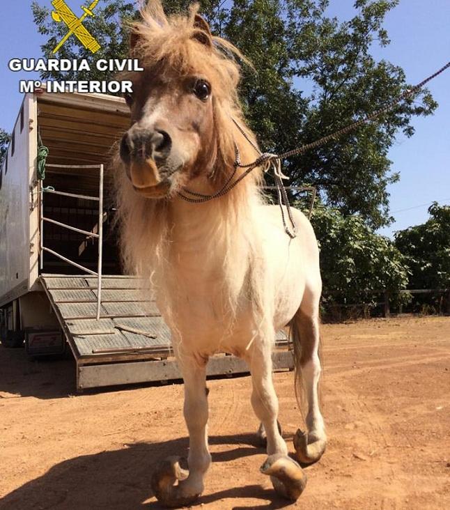 Al pony le habían crecido los cascos de forma desmesurada Al pony le habían crecido los cascos de forma desmesurada.