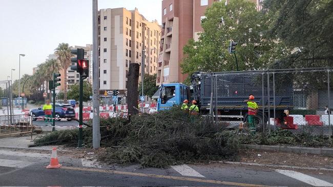 Cedro talado este viernes.