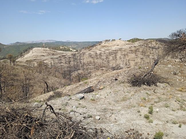 Consecuencias del incendio de los Guájares.