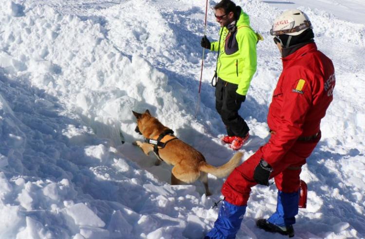 Thor, perro rescatador de Sierra Nevada, en acción.