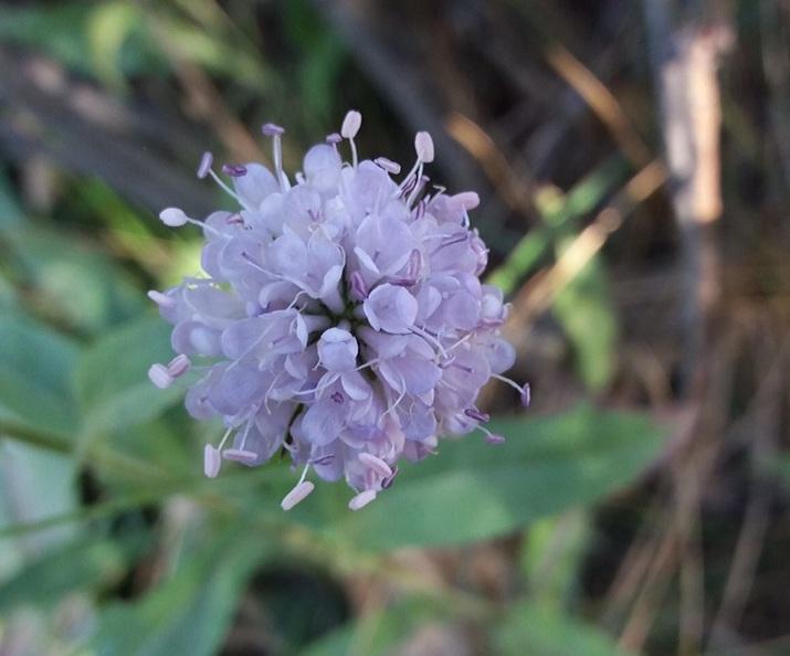 Succisa pratensis Succisa pratensis.