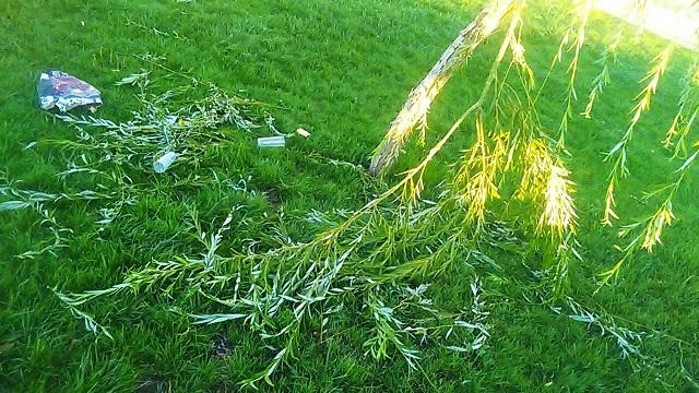 Ramas rotas y suciedad en el césped del parque. 