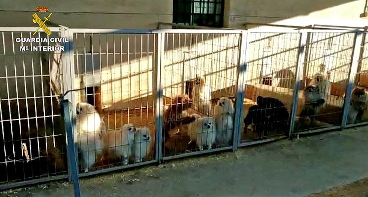 Algunas de las jaulas con perros del criadero de Santa Fe.