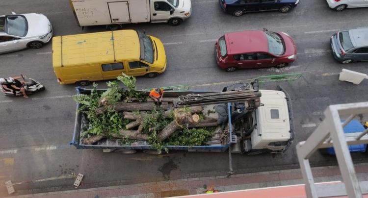 Un camión retira los restos de la tala de árboles en Arabial.