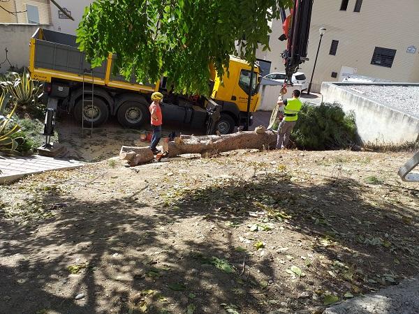 Tala del árbol emblemático de la Cuesta del Pino.