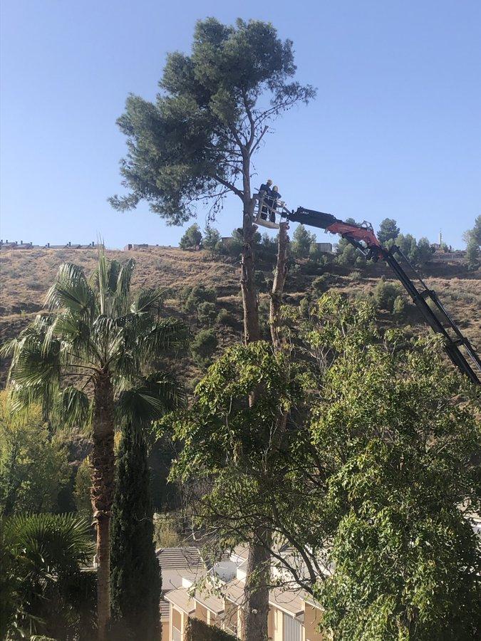 Imagen de las tareas para la tala del gran árbol de la Cuesta del Pino.