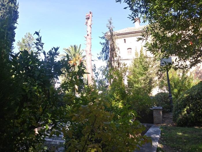Un operario, trabaja este domingo en la tala de un gran pino en los jardines del Hospital Real. Un operario, trabaja este domingo en la tala de un gran pino en los jardines del Hospital Real.