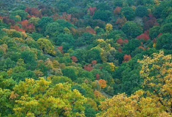 El llamado 'bosque encantado' de la Dehesa del Camarate.
