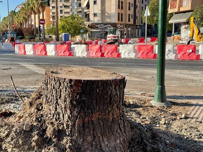 Tocón de uno de los ejemplares cortados para la construcción de la rotonda. 