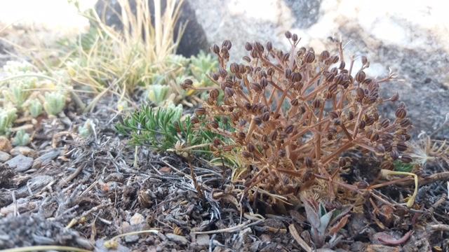 Una planta de trinia castroviejoi.