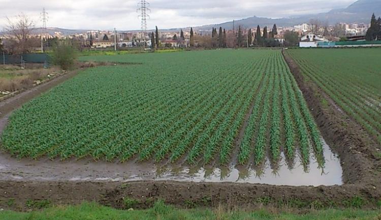 Regadío tradicional en la Vega granadina. 