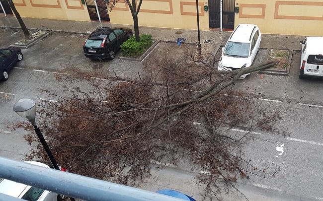 Un coche ha sufrido daños en el morro al caer sobre el vehículo un árbol por la acción del fuerte viento en la capital granadina.