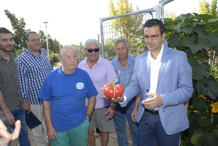 El alcalde con un tomate recolectado en un huerto urbano de La Chana.