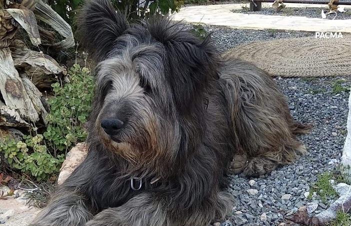 Perro del senderista que fue abatido por el cazador. 