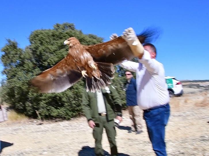 Momento de la suelta del águila imperial. 