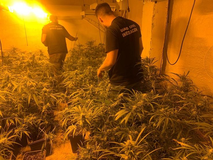 Una de las plantaciones descubiertas.