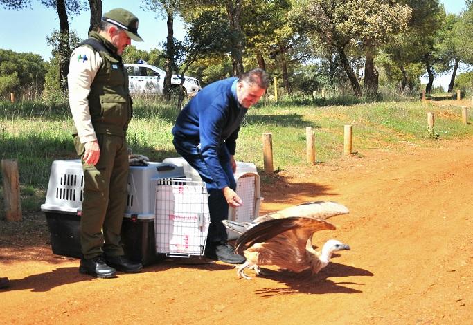Buitre leonado soltado tras ser atendido en el CREA de Granada. 