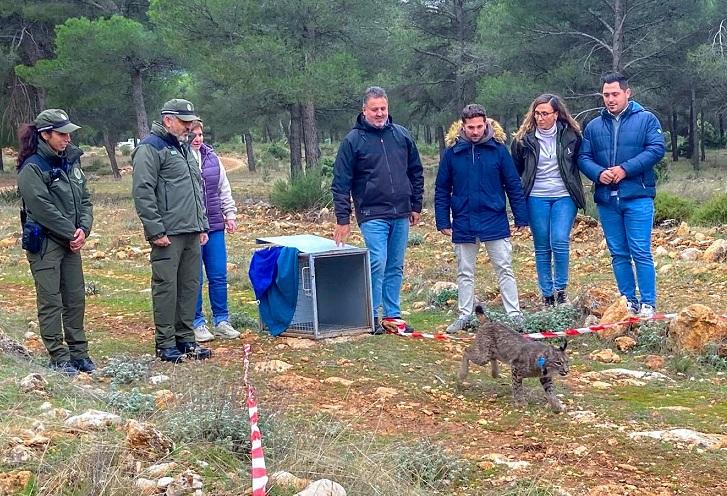 El lince 'Vuisin' en el momento de ser liberado.