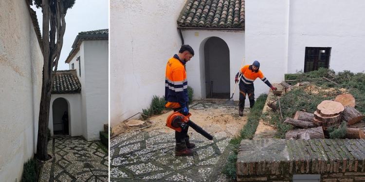 En la imagen de la izq., el ciprés antes de ser talado.