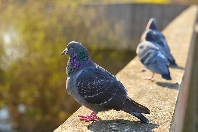 El Partido Animalista propone otros métodos para controlar la población de palomas. 