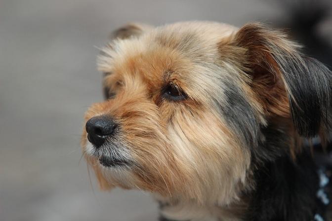 El perro extraviado era un yorkshire terrier como el de la imagen.