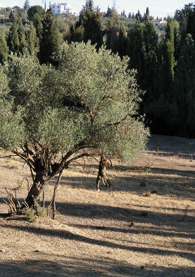 Imagen del animal ahorcado en un olv