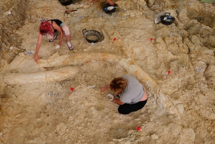 Majestuosas defensas de Mammuthus meridionales encontradas en Fuente Nueva 3.