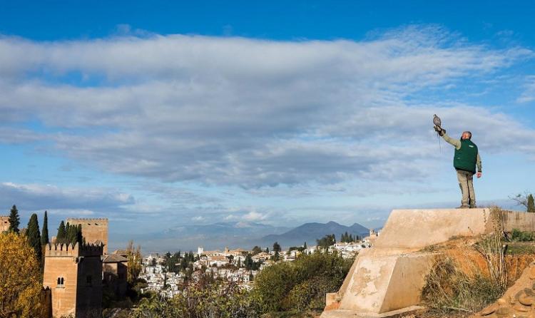 Un halcón, listo para sobrevolar la Alhambra. 