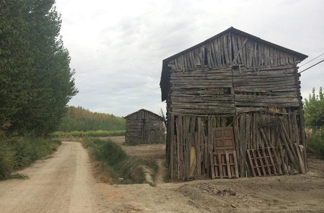 Secaderos en la Vega granadina. 