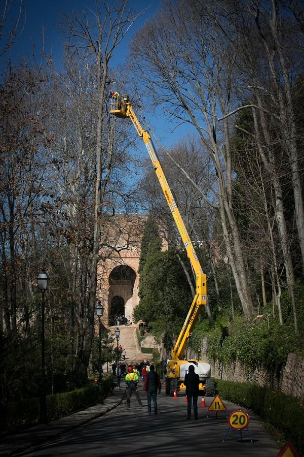 Imagen de la poda de un árbol en la Alhambra.