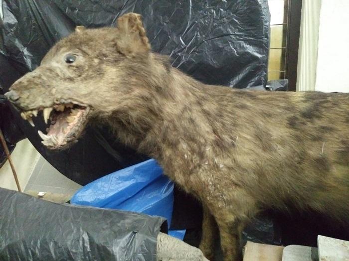 Loba cazada en Sierra Nevada en 1884. Fue disecada y conservada en el Museo del Instituto Padre Suárez.