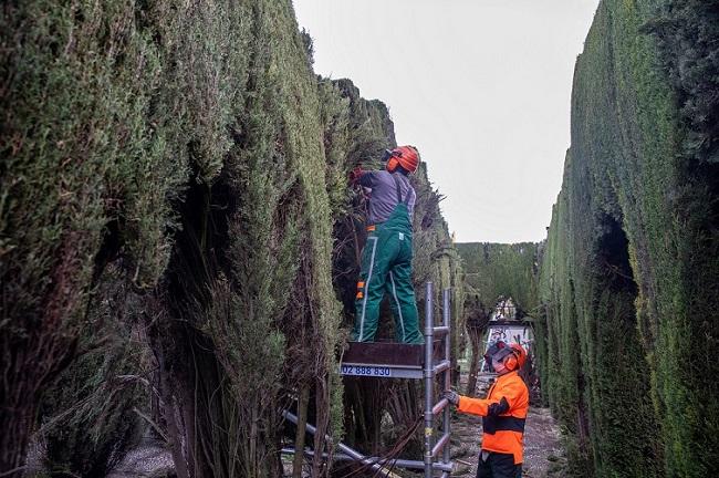 Trabajos en los Jardines de la Rosaleda o Jardines del Laberinto. 