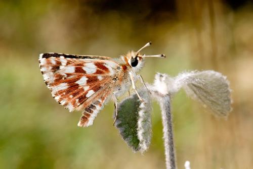 La mariposa había pasado hasta ahora desapercibida por su parecido con otra especie gemela.