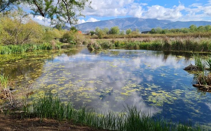 Bella imagen de una de las lagunas que conforman la Charca de Suárez, en Motril.