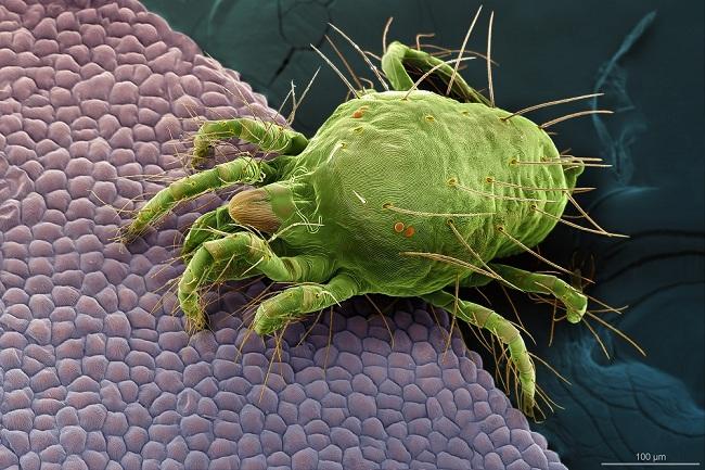 'Interacciones ocultas', imagen de un ácaro, una de las dos premiadas en Fotciencia.