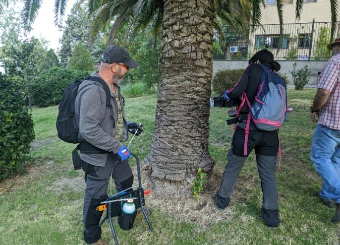 Técnicos actúan sobre un palmera en jardines de la UGR