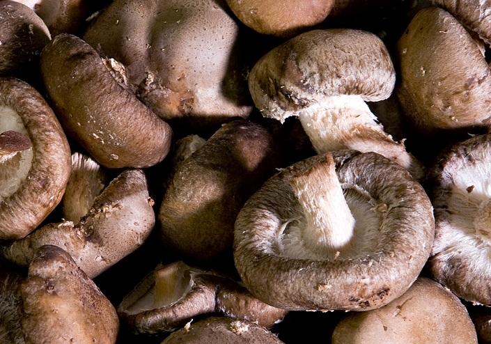 El hongo Lentinula edodes, más conocido como seta china o shiitake.