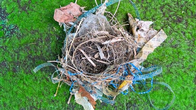 Un nido construido por pájaros que viven en ciudad. 