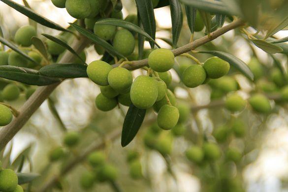 La campaña de recogida de la aceituna está ya a pleno rendimiento.