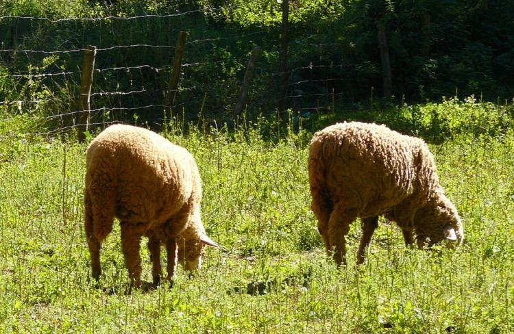 Las ayudas pretenden respaldar prácticas respetuosas con el medio ambiente Las ayudas pretenden respaldar prácticas respetuosas con el medio ambiente.