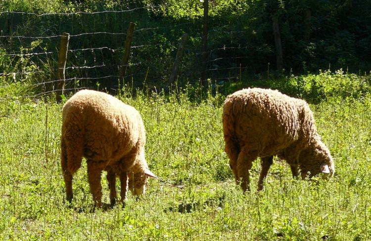 Las ayudas pretenden respaldar prácticas respetuosas con el medio ambiente.