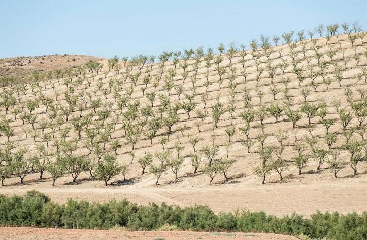 Cultivo de almendro en el Altiplano.