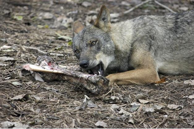 Un lobo muerde un hueso.