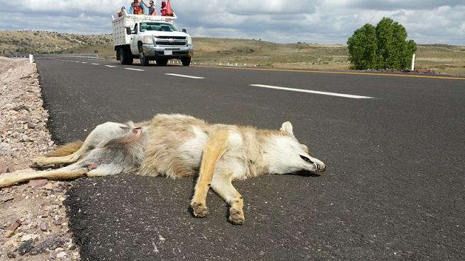 Los vehículos a motor son temidos por numerosas especies, ya que suponen no solo una molestia, sino también un riesgo importante de mortalidad.